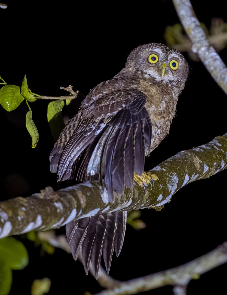 Cebu Hawk-Owl