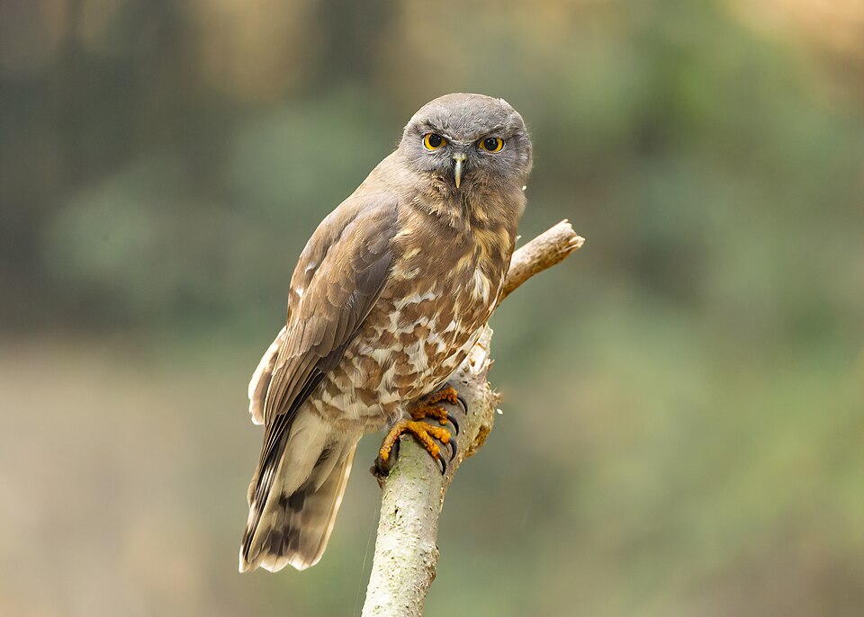 Brown Hawk-Owl