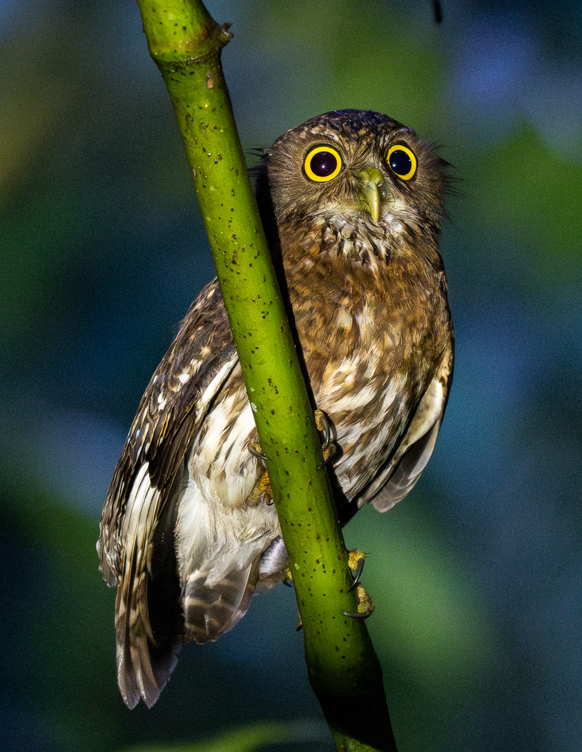 Mindanao Hawk-Owl