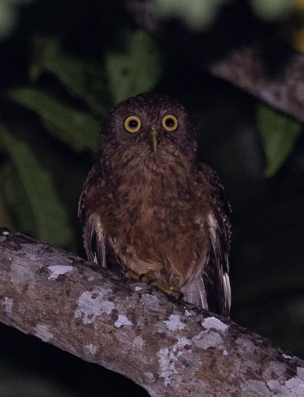 Romblon Hawk-Owl