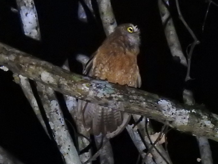 Little Sumba Hawk-Owl