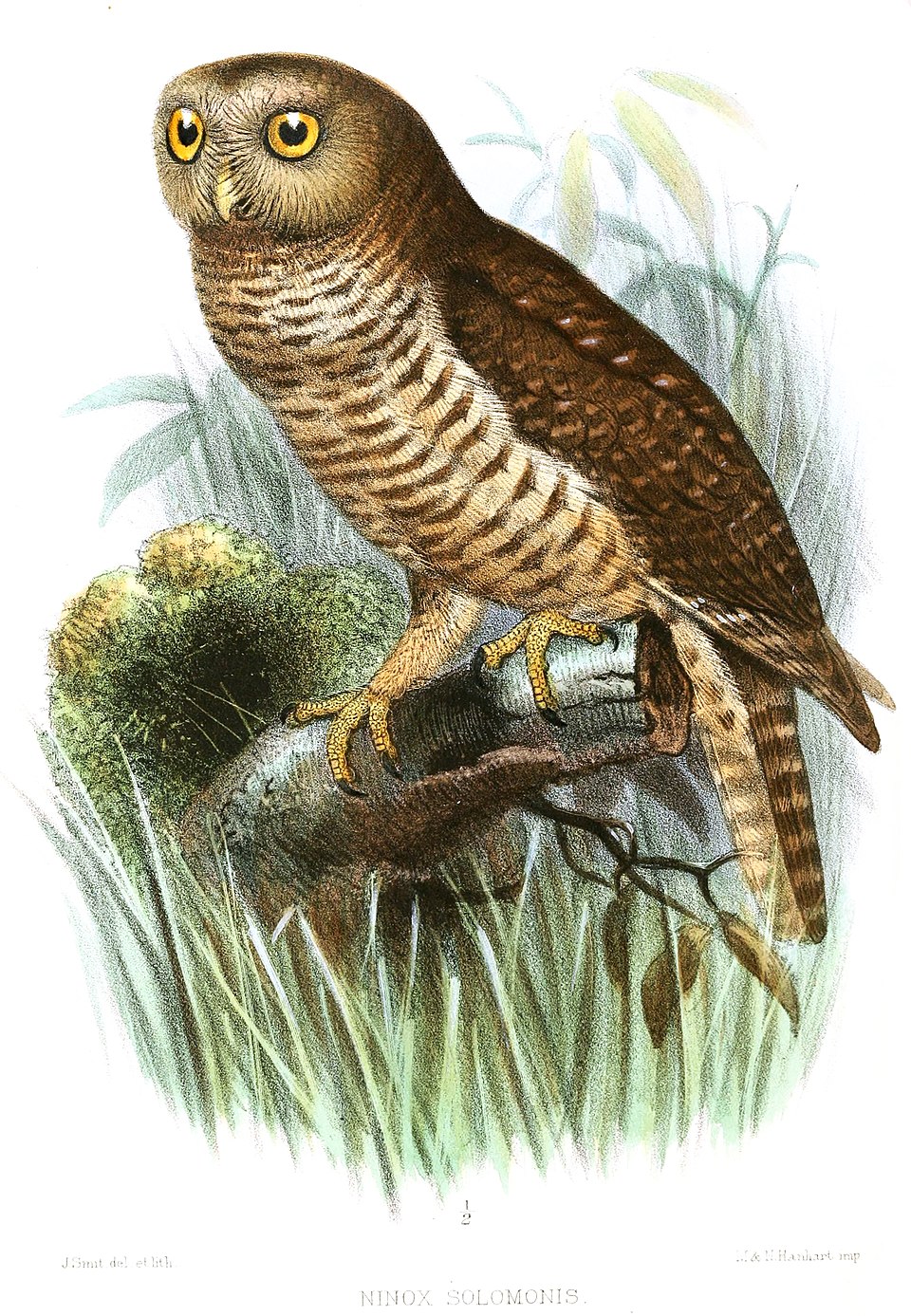 New Ireland Boobook