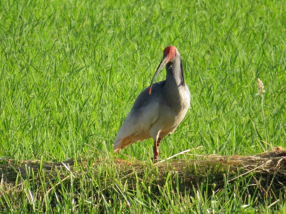 Crested Ibis