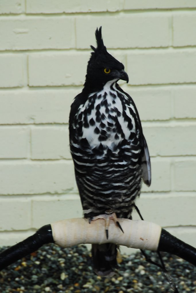 Blyth's Hawk-Eagle