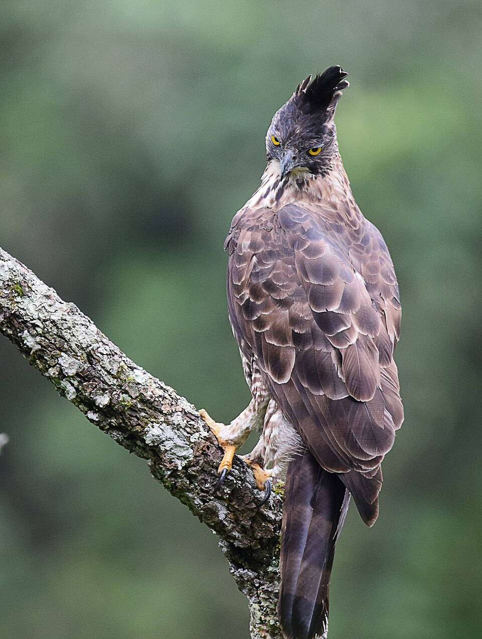Javan Hawk-Eagle