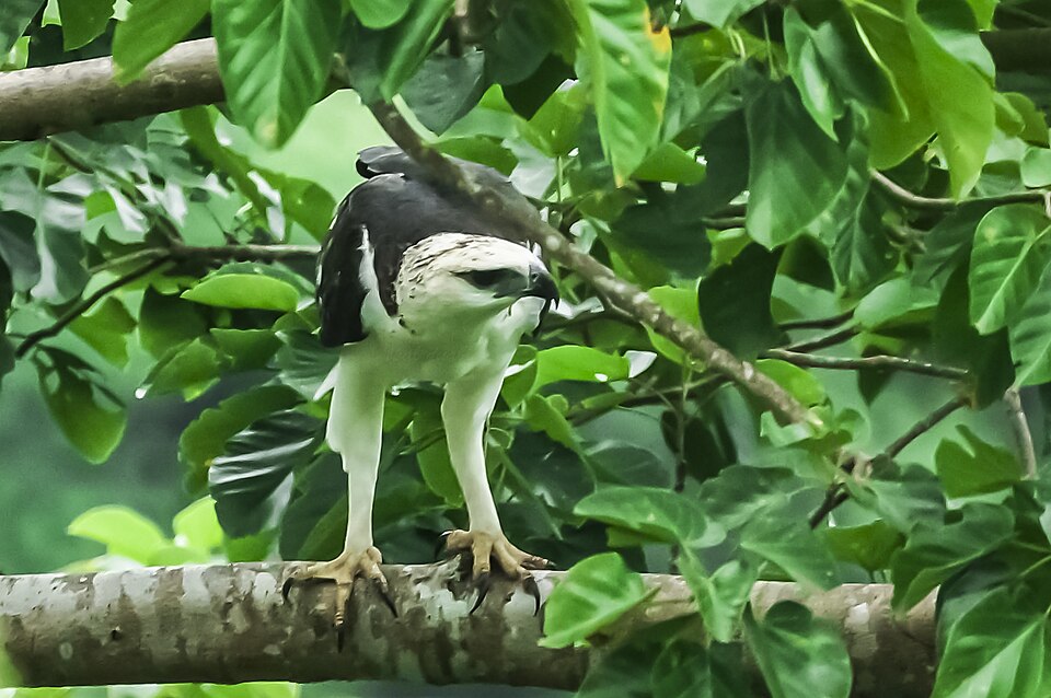 Flores Hawk-Eagle