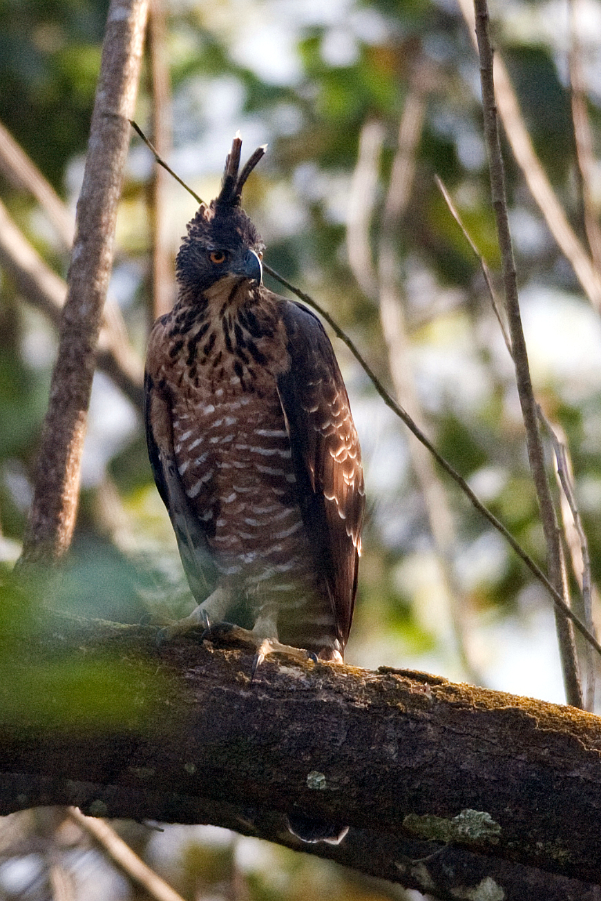 Legge's Hawk-Eagle