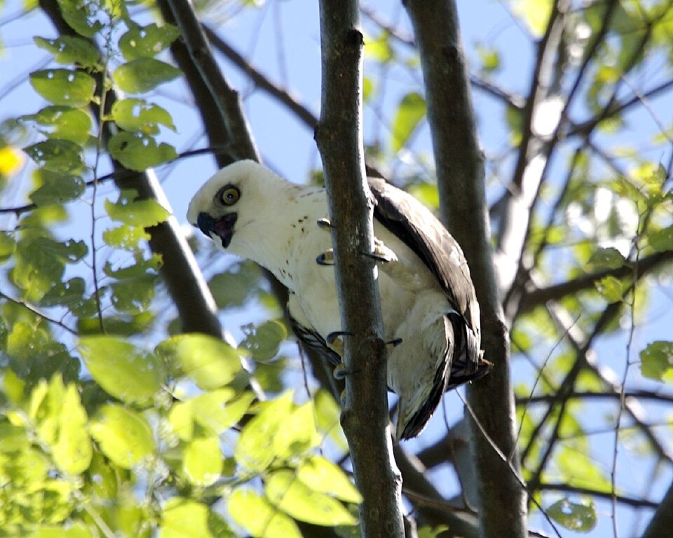 Sulawesi Hawk-Eagle