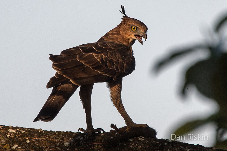 Wallace's Hawk-Eagle