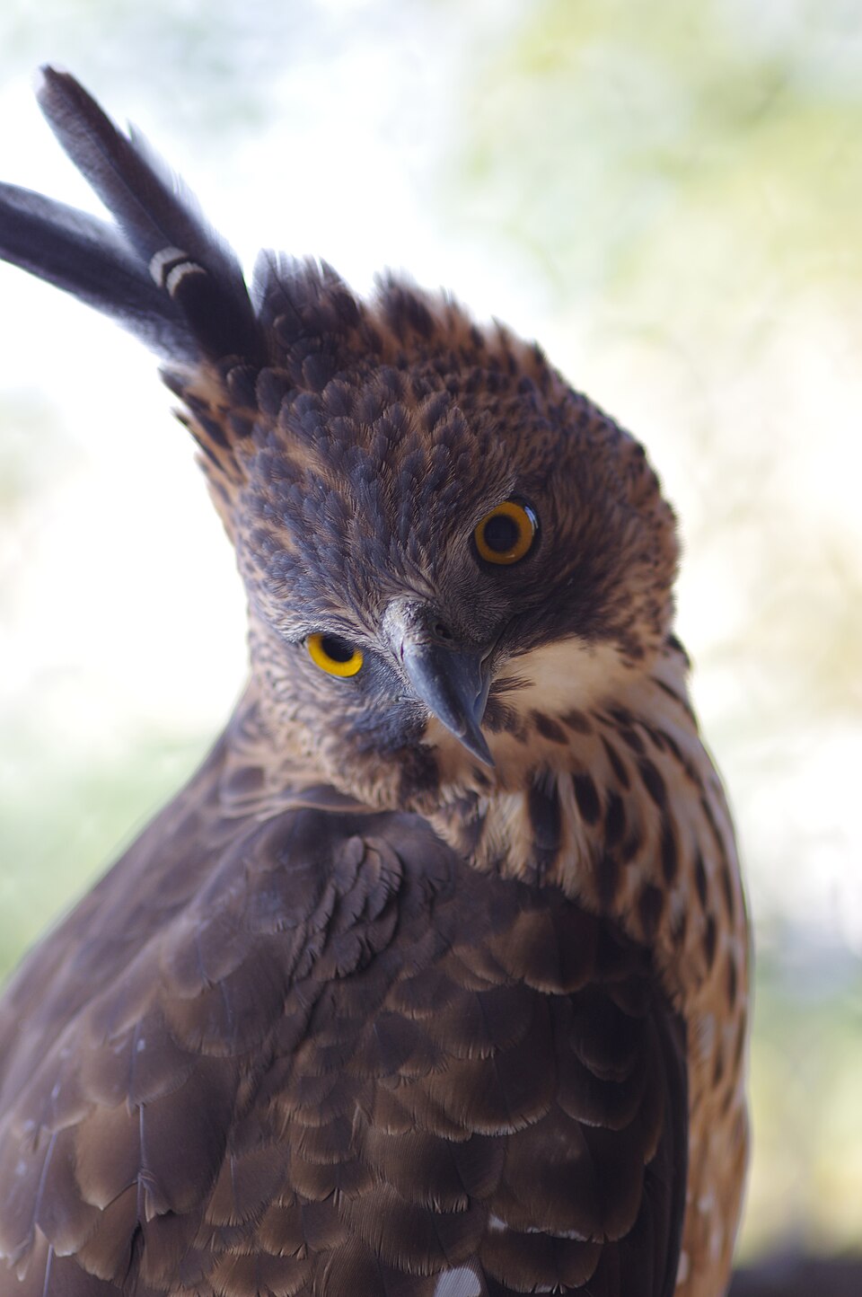 Pinsker's Hawk-Eagle