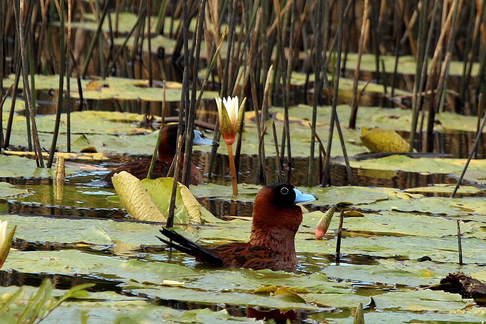 Masked Duck