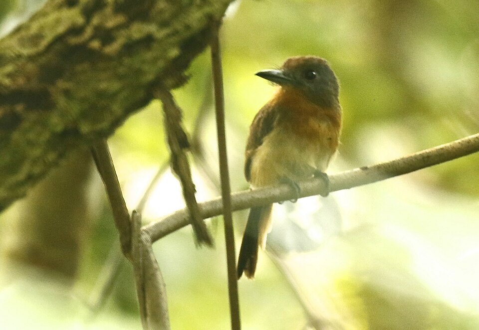 Grey-cheeked Nunlet