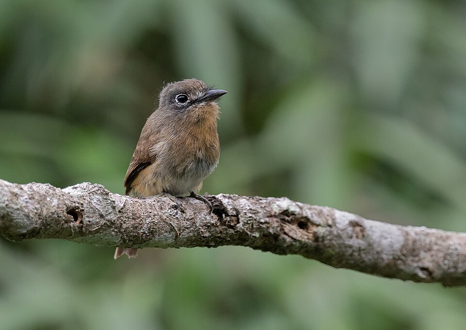 Rusty-breasted Nunlet