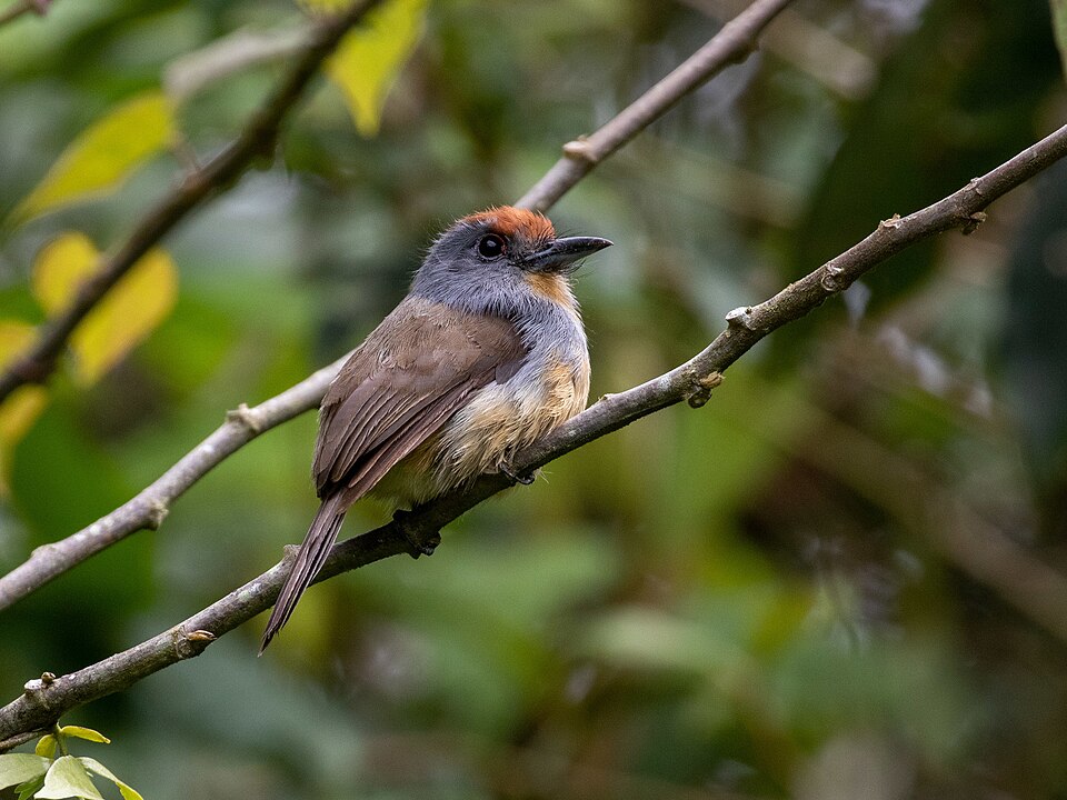 Rufous-capped Nunlet