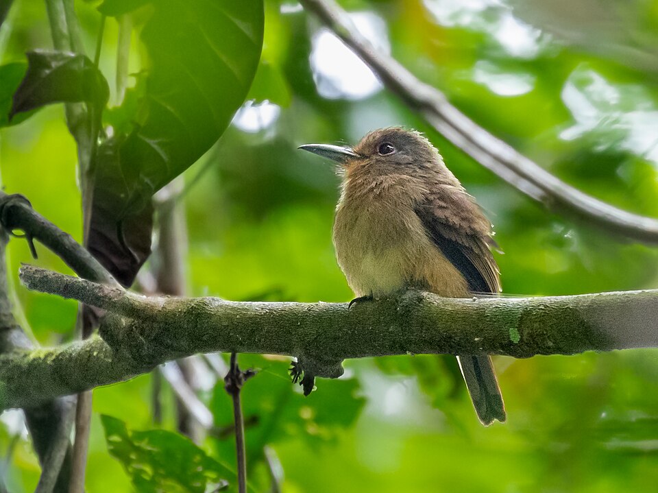 Fulvous-chinned Nunlet