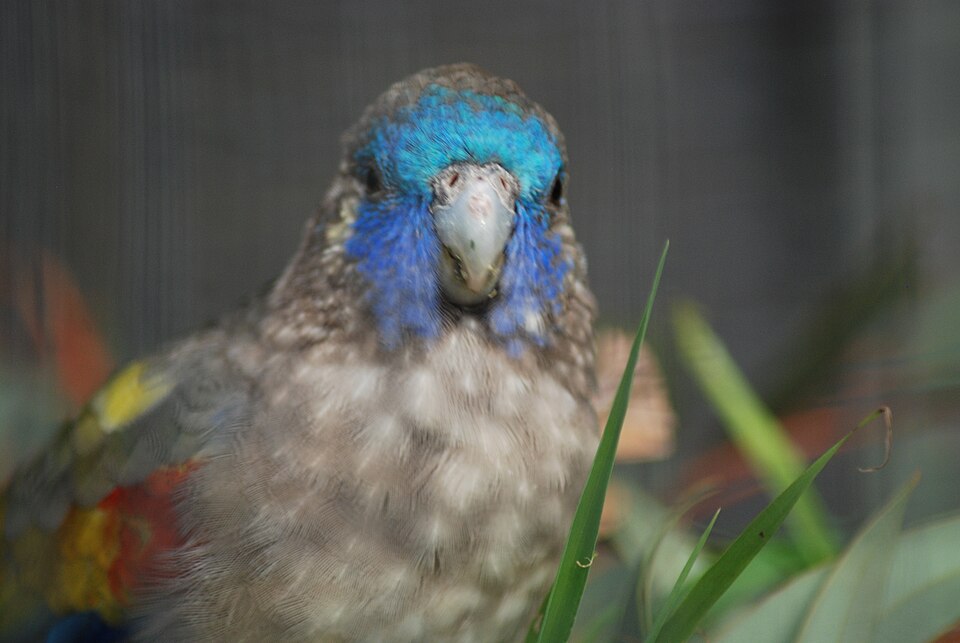 Naretha Bluebonnet