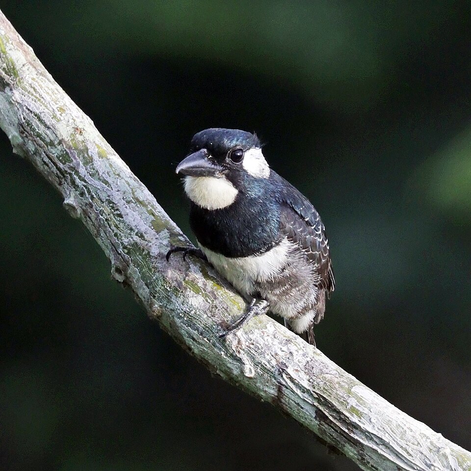 Black-breasted Puffbird