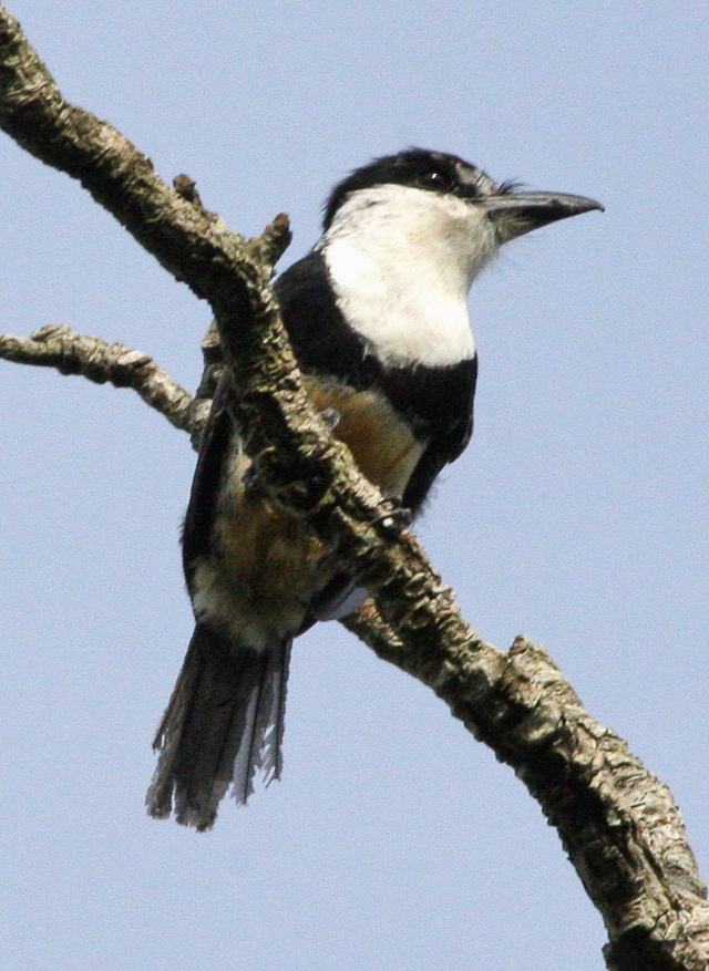 Buff-bellied Puffbird