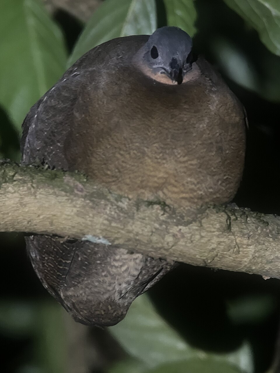 Highland Tinamou