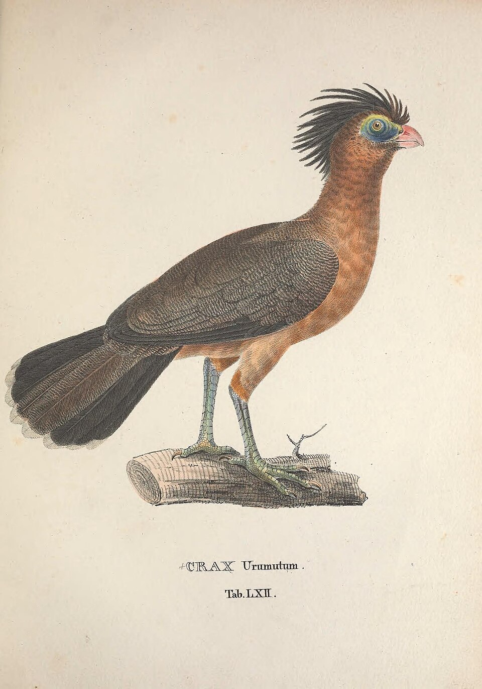 Nocturnal Curassow