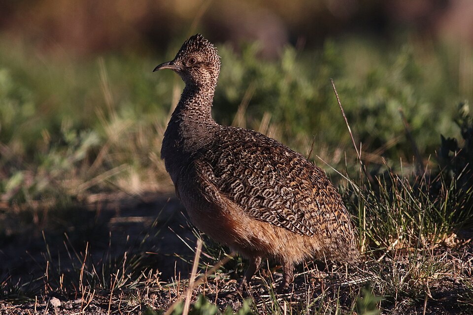 Ornate Tinamou