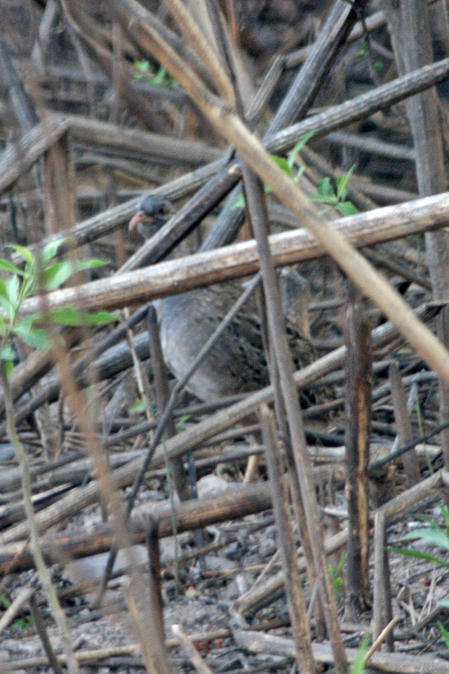 Andean Tinamou