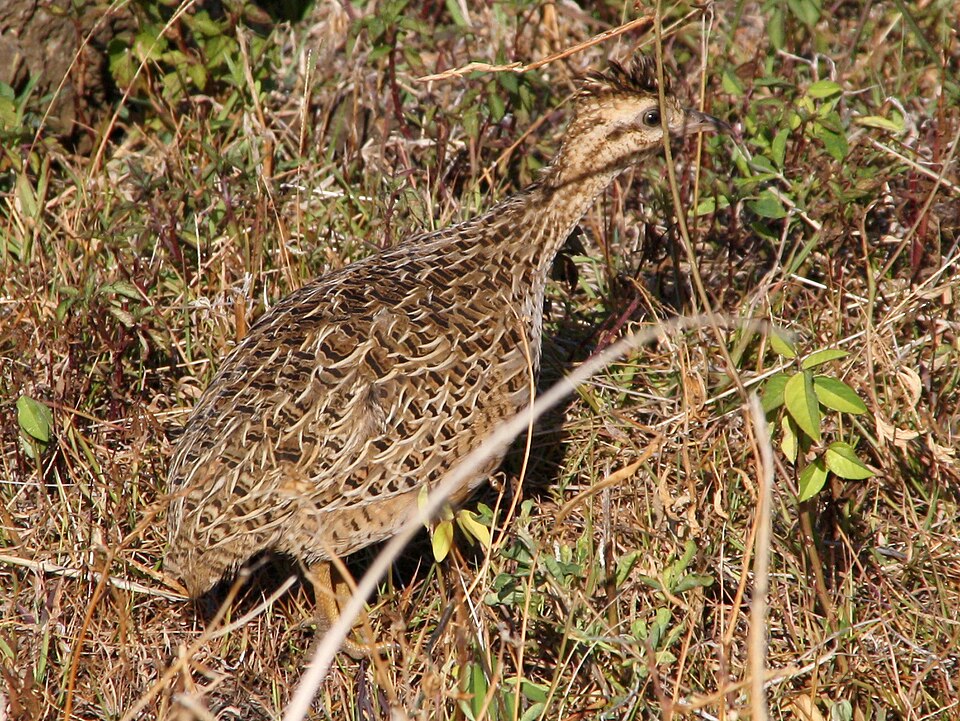 Chilean Tinamou