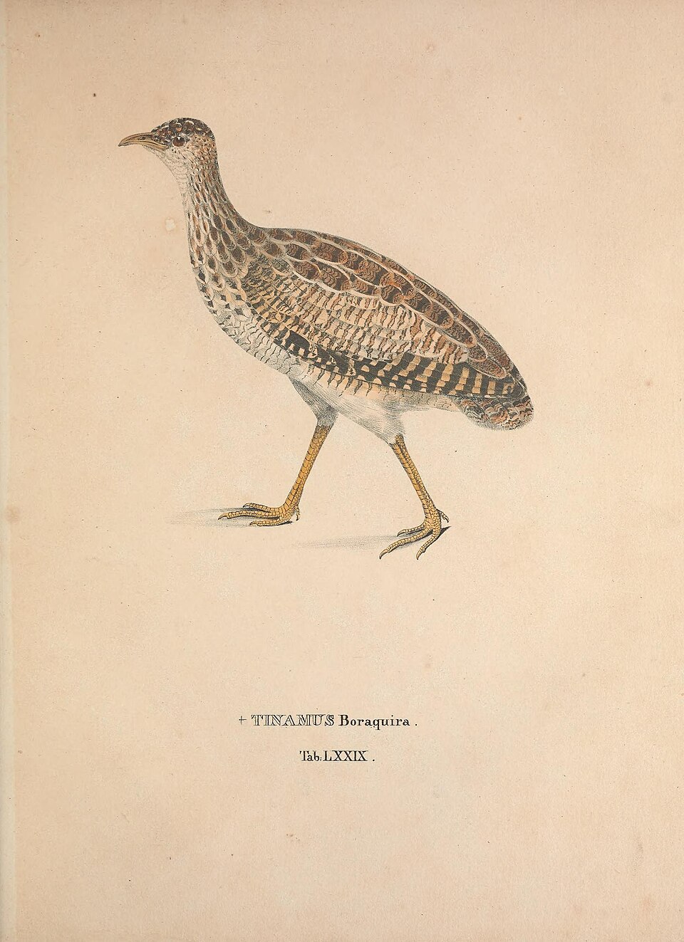 White-bellied Nothura
