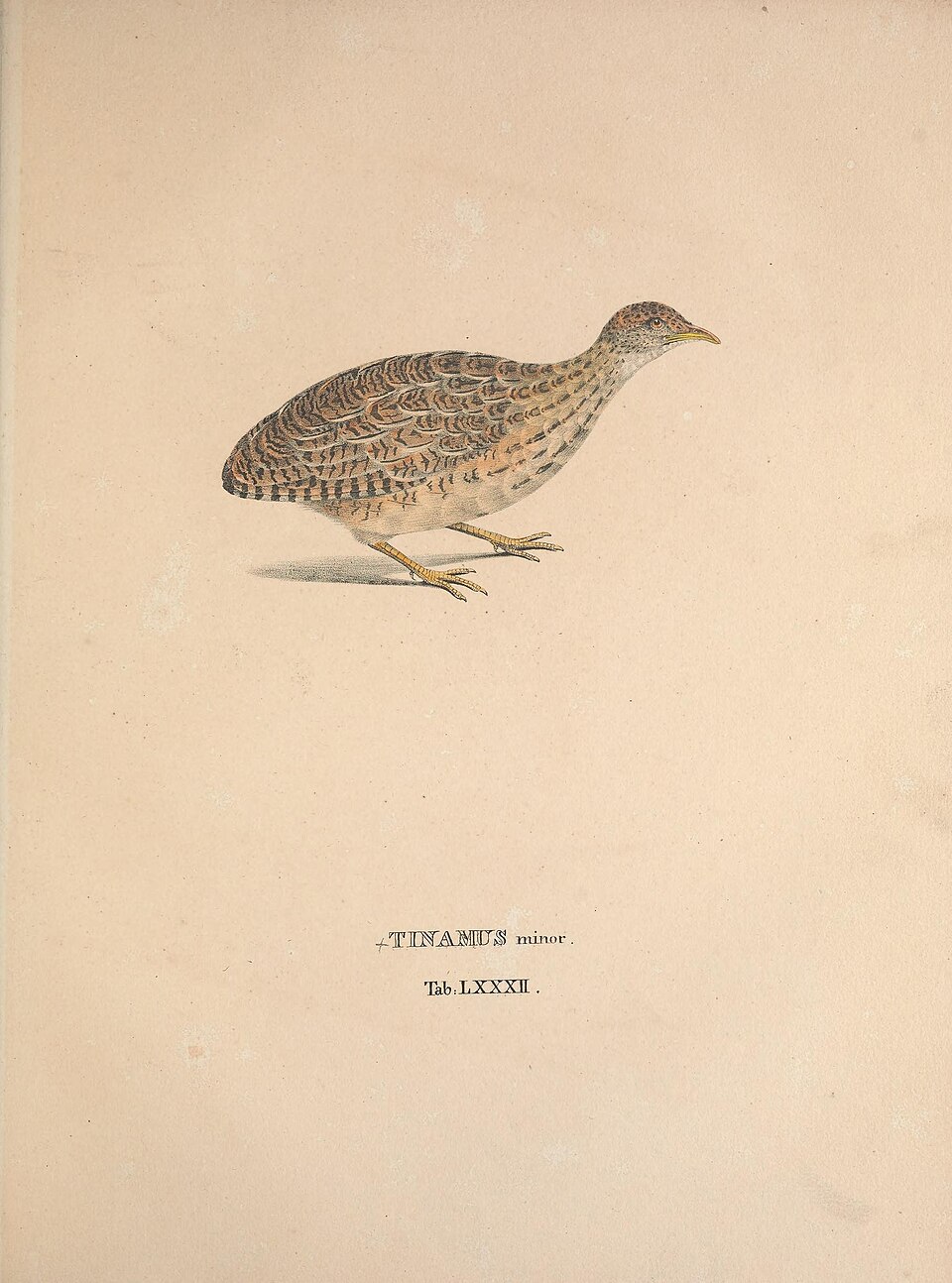 Lesser Nothura