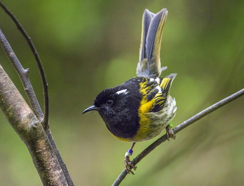 Stitchbird