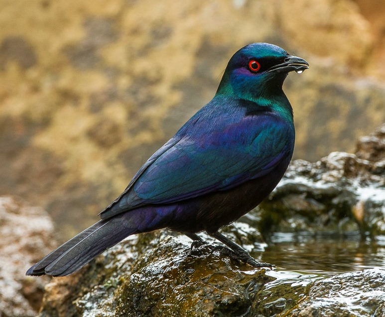 Black-bellied Starling