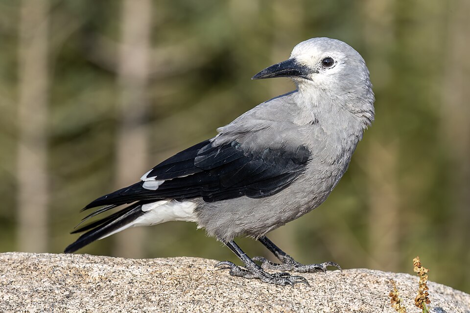 Clark's Nutcracker
