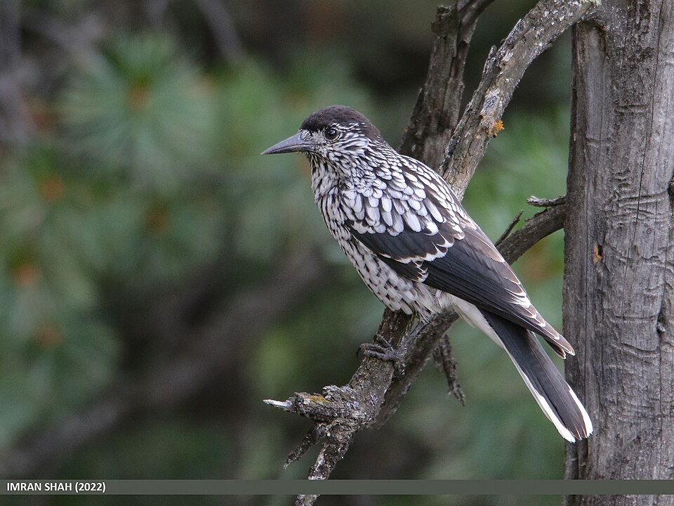Kashmir Nutcracker