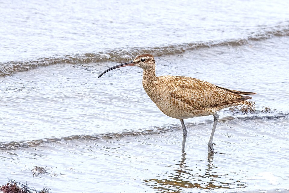 Hudsonian Whimbrel