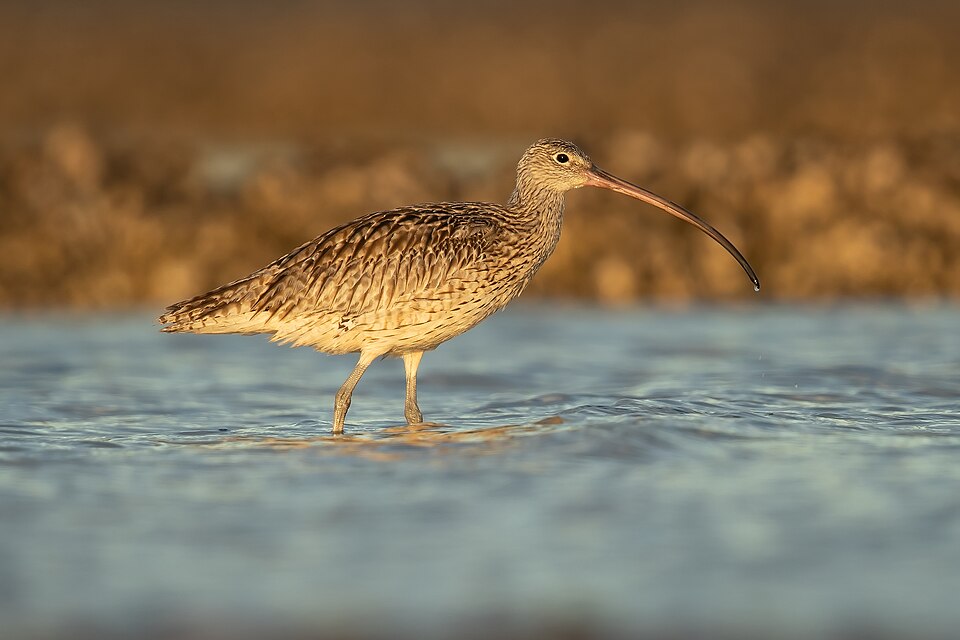 Far Eastern Curlew