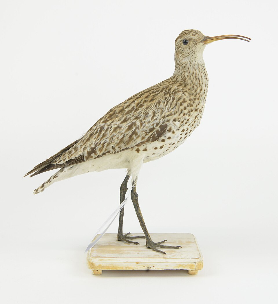 Slender-billed Curlew