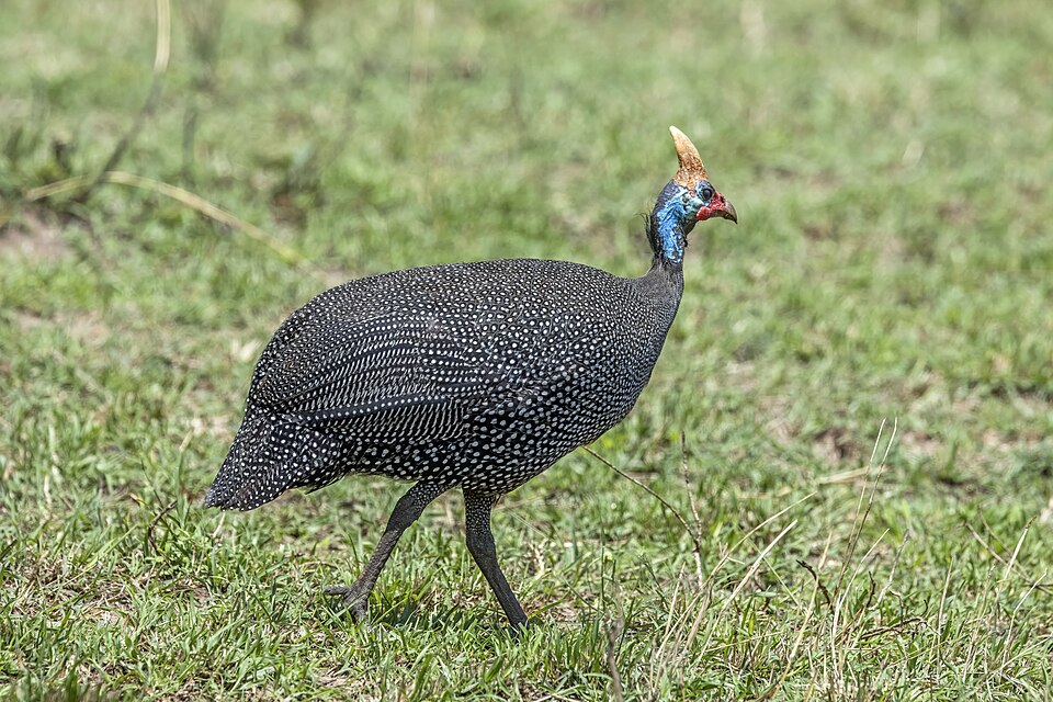 Helmeted Guineafowl