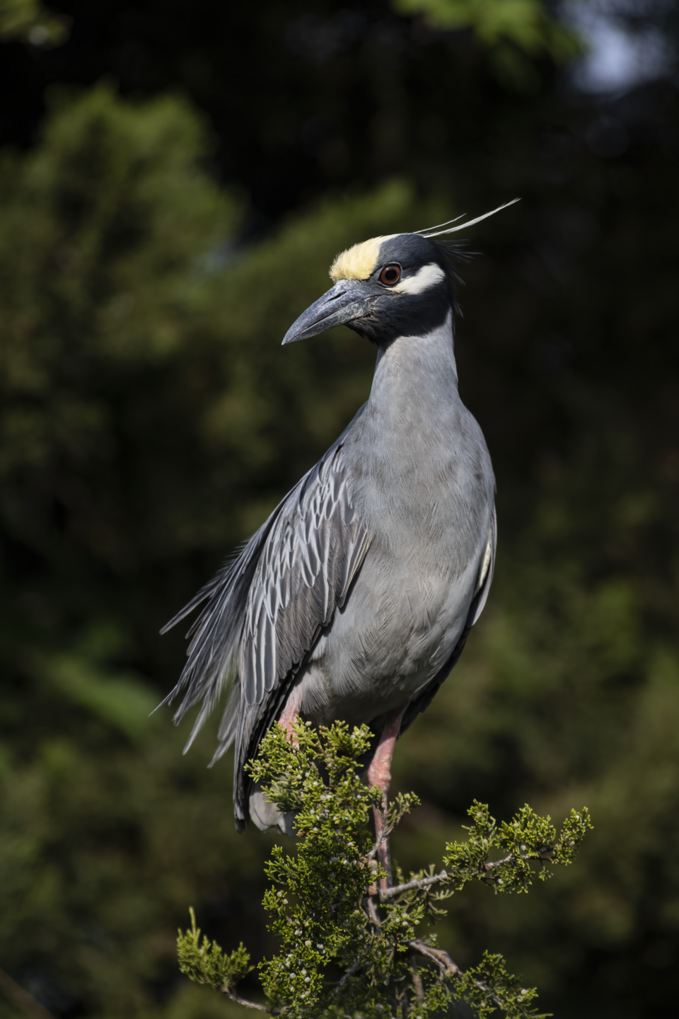Yellow-crowned Night Heron