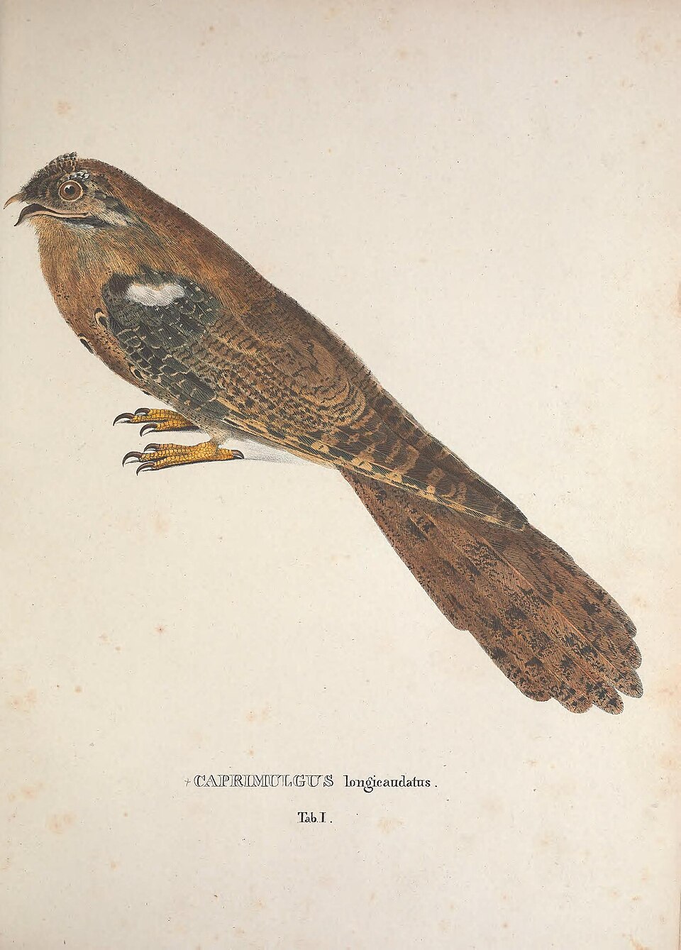 Long-tailed Potoo