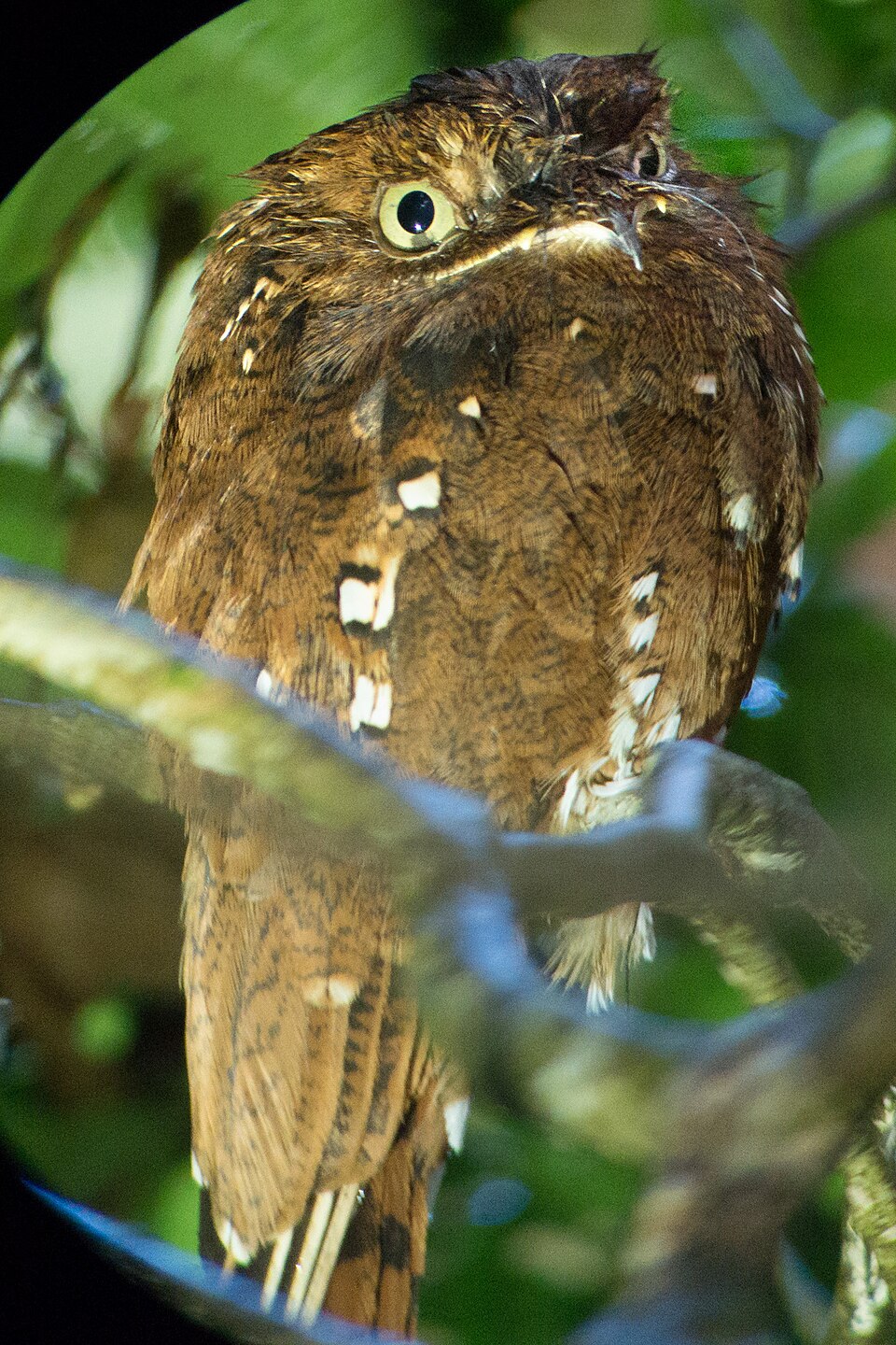 Rufous Potoo