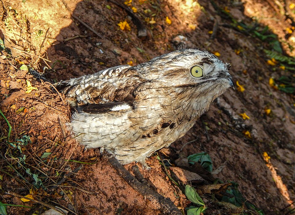 Common Potoo