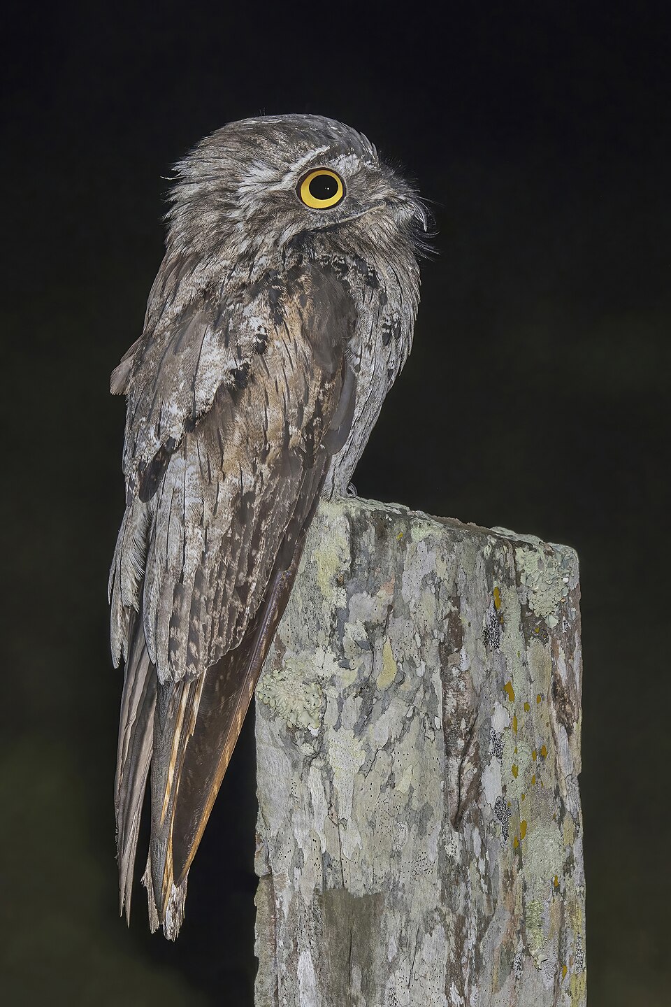 Northern Potoo
