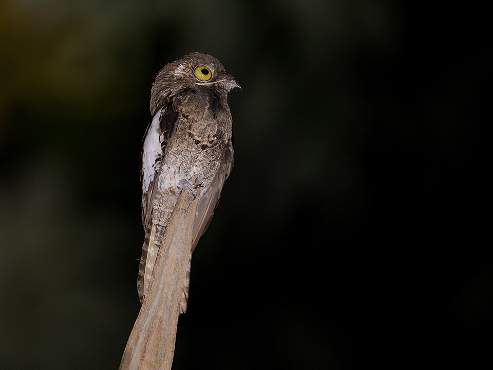White-winged Potoo