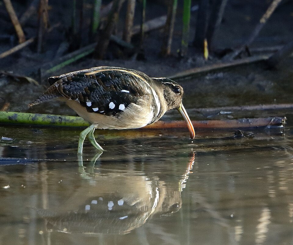 South American Painted-snipe