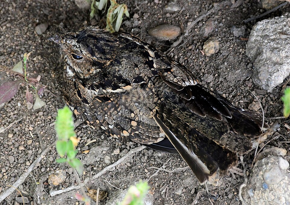 Anthony's Nightjar