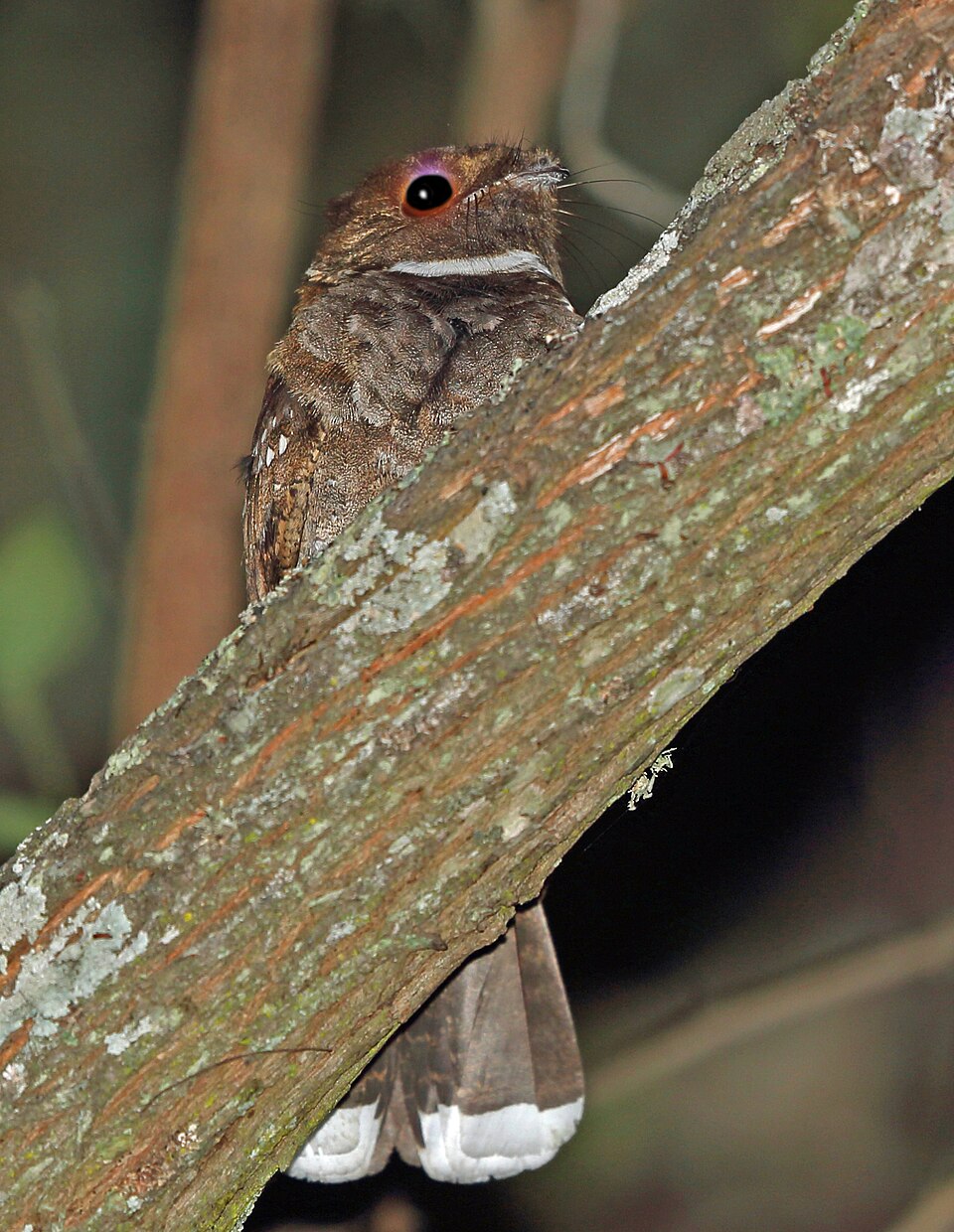 Eared Poorwill