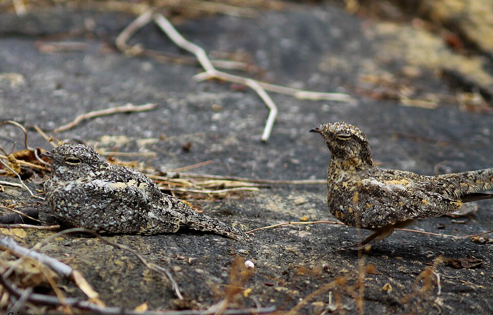 Pygmy Nightjar