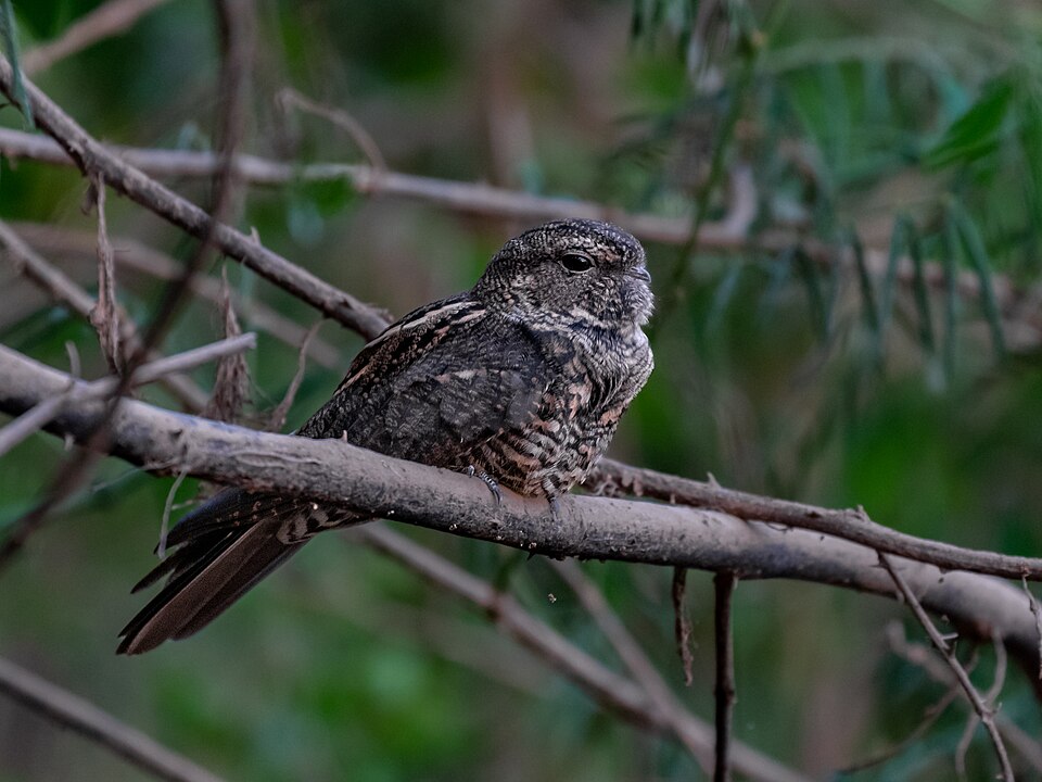 Plain-tailed Nighthawk