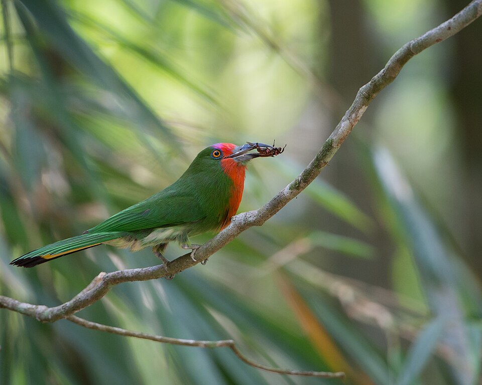 Red-bearded Bee-eater