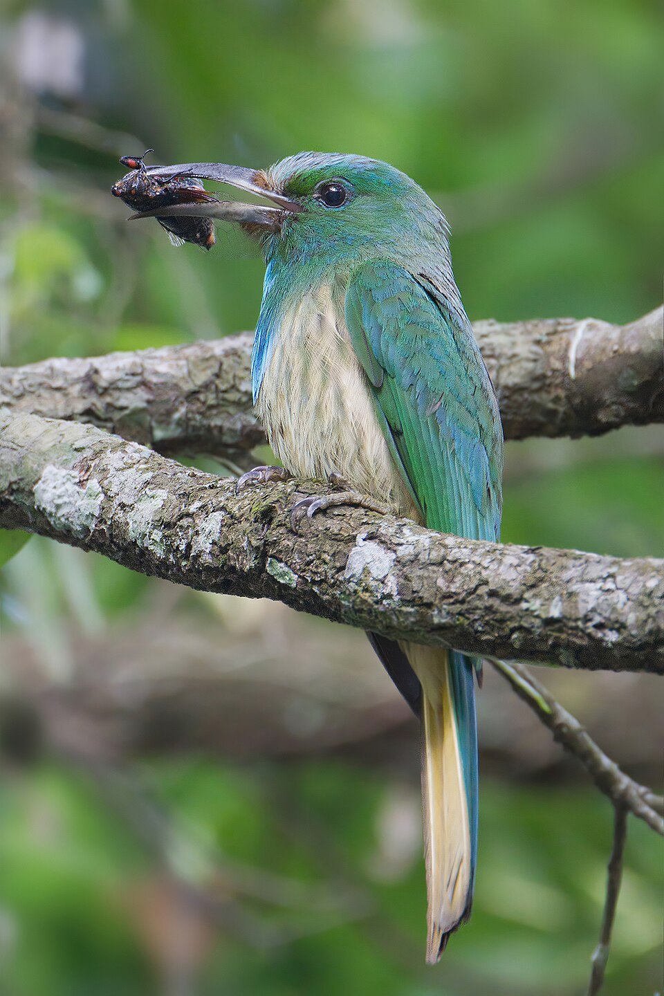 Blue-bearded Bee-eater